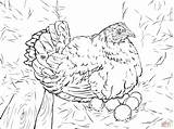 Eggs Coloring Laying Pages Drawing Hen Chicken Egg Bird Printable Drawings sketch template