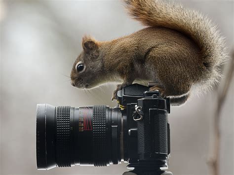 nature photography squirrel camera animals moss reflex wallpapers hd desktop  mobile