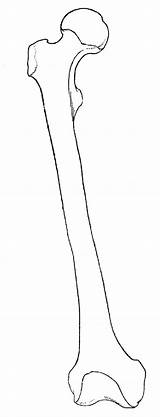 Drawing Bones Bone Skeleton Anatomy Body Femur Sketch References Printable Character Human Line Thigh Drawings Anatomi Casson Kemikler Inspiration Logo sketch template