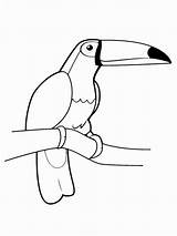 Toucan Coloring Pages Color Birds Printable Recommended sketch template