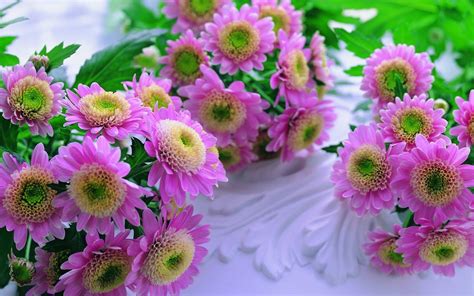 incredible pictures flowers