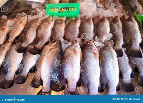 white perch stock image image  white selling local
