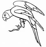 Parakeet Coloringsun sketch template