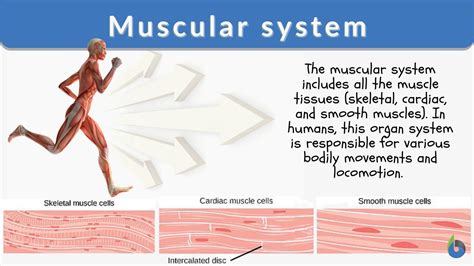 muscular system definition  examples biology  dictionary