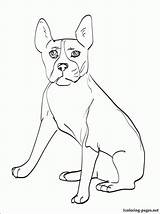 Terrier Boston Coloring Pages Yorkshire Drawing Russell Jack Idea Getdrawings Getcolorings Popular Designlooter Printable Homey sketch template