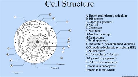 filecell structure cell diagrampng wikimedia commons