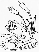 Coloring Tulamama Frogs Frosch Teich Jump Colorluna Coloringfolder sketch template