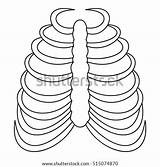 Rib Cage Outline Icon Vector Illustration Shutterstock Stock Preview sketch template