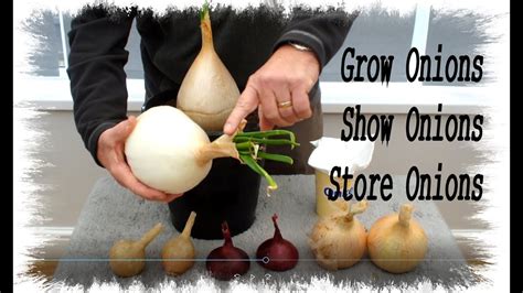grow onions show onions store onions youtube