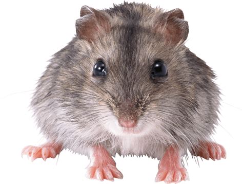 rat clipart real mouse rat real mouse transparent