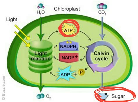 cellular respiration   atp produced  photosynthesis