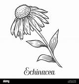 Echinacea Coneflower Medicinal Herb Alamy Ayurvedic Drawn Botanical Pallida sketch template