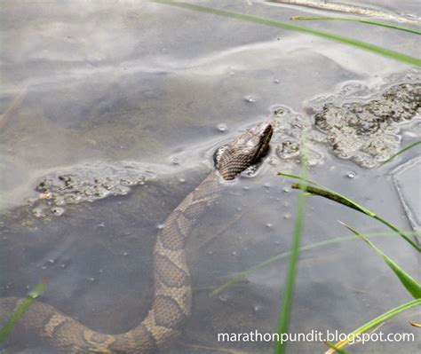 marathon pundit  northern water snake submerged