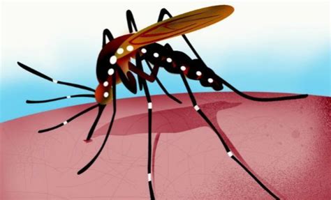 blog de ana valquiria eua investigam casos de transmissão sexual de zika