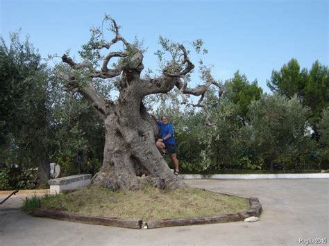 olive tree 1000 years old photo
