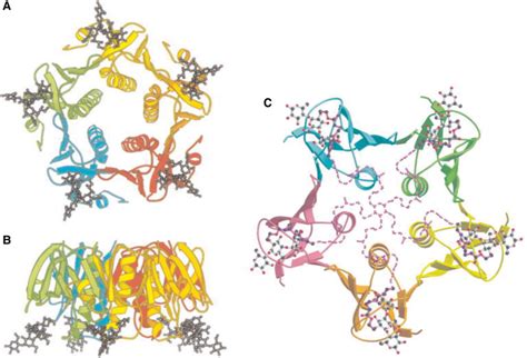 Figure 37 5 [crystal Structure Of The Cholera ] Essentials Of