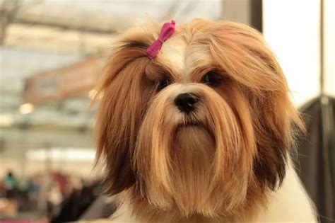 long haired small dog breeds glamorous dogs
