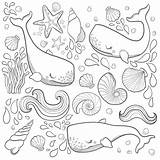 Oceano Balene Grafiche Volano Progettazione Elementi Whales Adults sketch template