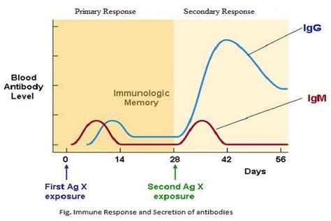 differences  primary  secondary immune response
