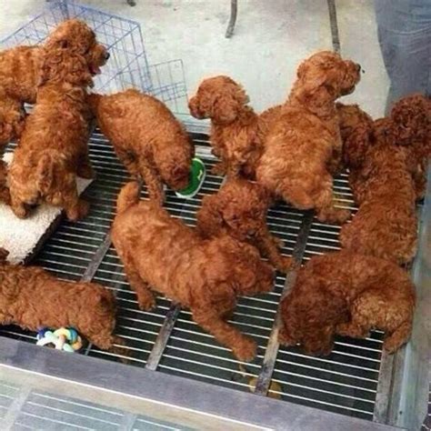 These Incredibly Cute Puppies Look Uncannily Like Fried Chicken Metro