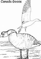 Coloring Printable Goose Canada Animal Pages sketch template