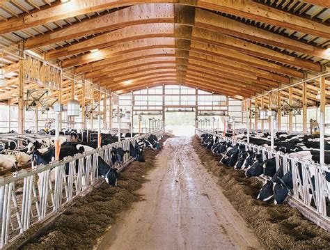 dairy barn redesigned  shed design dairy cows