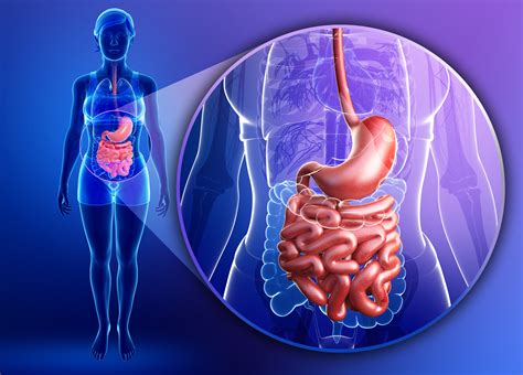 apparato digerente  microbiota barriera strutturale errekappa