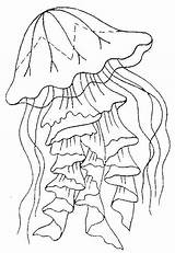 Jellyfish Colorat Meduse Meduze Animale Realistic Medusa Planse P01 Getdrawings Desene Fise Primiiani Mythologie Desen Meduza Vizite Voturi Coloringbay Plansa sketch template