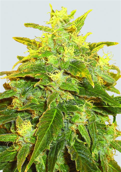 Pure Power Plant Regular Seeds 10 🇳🇱 10 Seeds Price From 20 € Buy