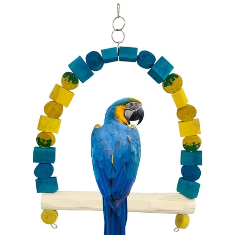 blue  gold macaw swing parrot dipankar