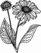Sunflower Drawing Line Sunflowers Clipart Openclipart Drawings Common Cartoon Transparent Harunmudak Beginners Getdrawings Paintingvalley Save sketch template