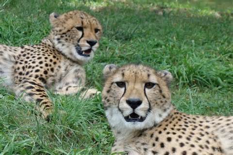 Two Female Cheetah Cubs From South Africa Are Settling In