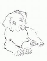 Colouring Pup Pastore Shepherds Australiano Deviantart Coloringhome sketch template