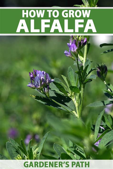 plant  grow alfalfa outdoors gardeners path