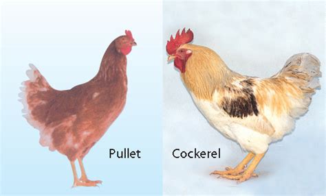 what do i get when i cross a rhode island red rooster with these breeds backyard chickens