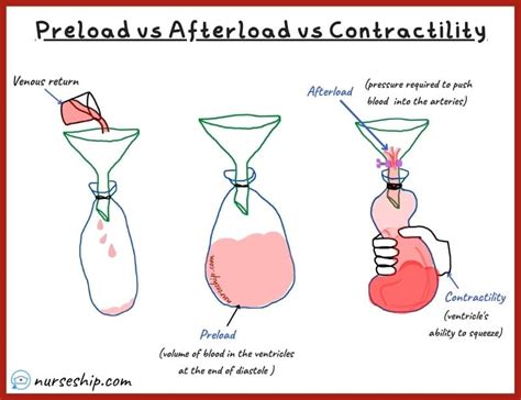 cardiac preload  afterload  contractility