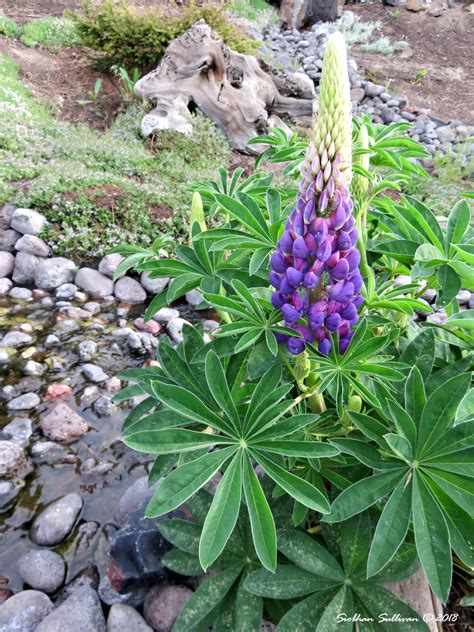 lupine   garden friday flowers bend branches