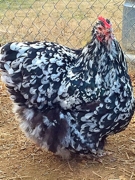 English Black And White Mottled Orpington Hen Chickens Backyard