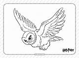Hedwig Coloringoo sketch template