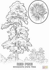 Tree Coloring State Minnesota Pages Drawing Trees Pine Louisiana Printable Kids Draw Willow Pencil Popular Getdrawings Getcolorings sketch template