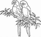 Bewegende Animaties Papegaaien Parkieten Papegaai Kleurplaat Uw Kunt sketch template