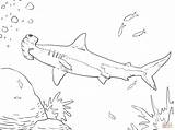 Shark Hammerhead Coloring Pages Great Printable Color sketch template
