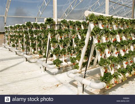rows  ripe red strawberries  foliage  plants