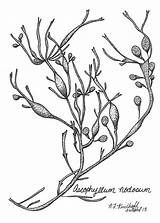 Seaweed Drawing Algae Sketch Red Tattoo Rockweed Underwater Getdrawings sketch template