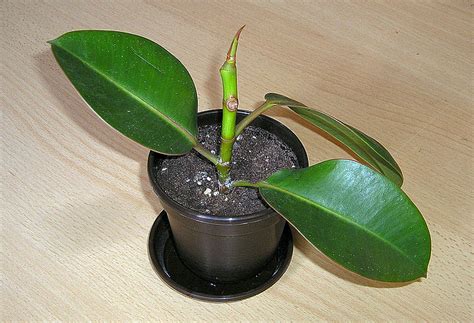 rubber plant growing guide quiet corner