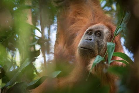 newly discovered orangutan species    extinct  verge
