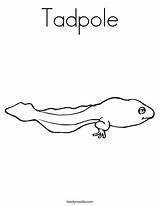 Tadpole Coloring Drawing Print Color Favorites Login Add Paintingvalley Twistynoodle sketch template