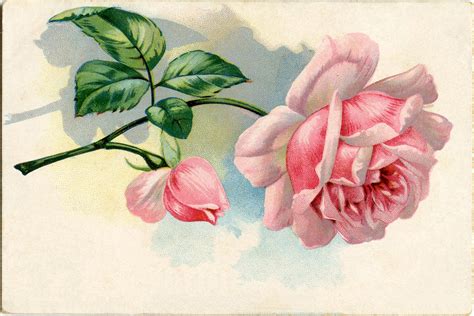 vintage images lovely pink rose  graphics fairy