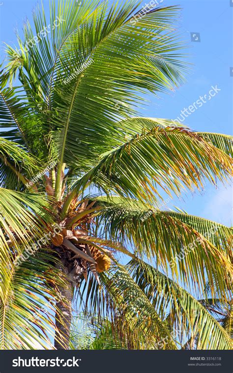 palm tree  aruba stock photo  shutterstock