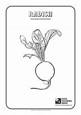 Coloring Radish Pages Cool Plants Vegetables Pepper sketch template